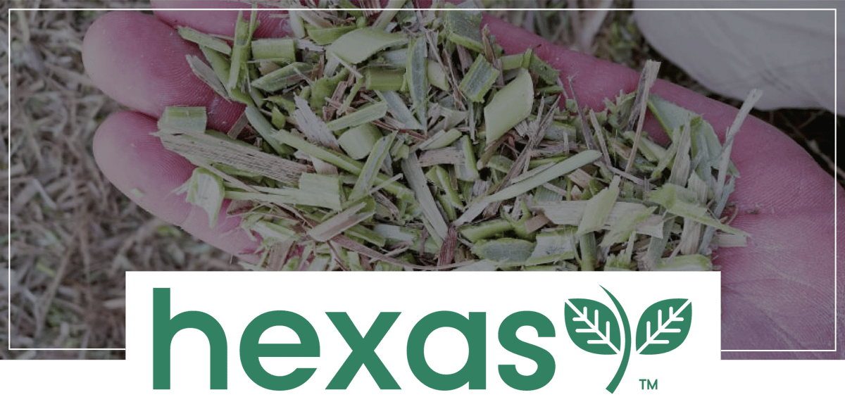 Newsletter-Hexas-Graphic
